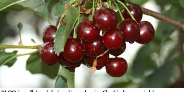 Višne