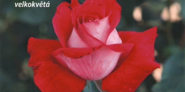 Fotogaléria ruží