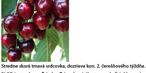 Čerešne